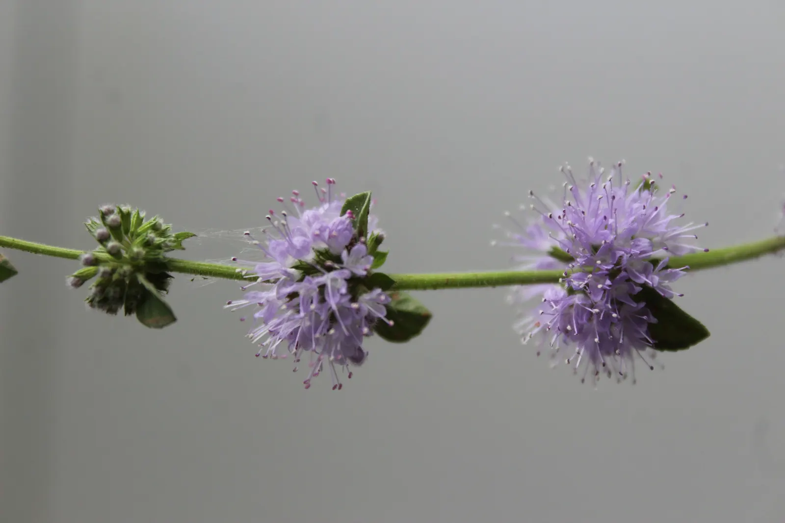 Pennyroyal (Mentha Pulegium) — low-maintenance addition to your landscape design; is potent and can be toxic if ingested or applied topically in, image 71
