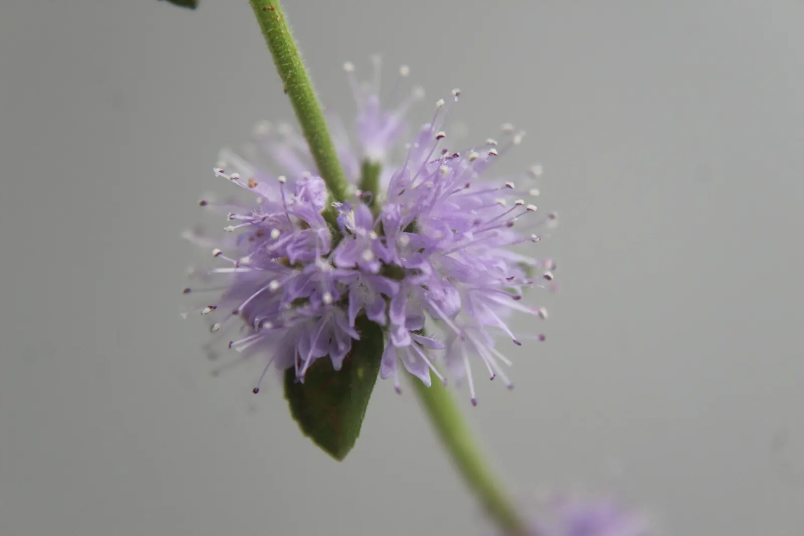 Pennyroyal (Mentha Pulegium) — blue flowers in the garden; renowned for its distinctive minty fragrance, image 73