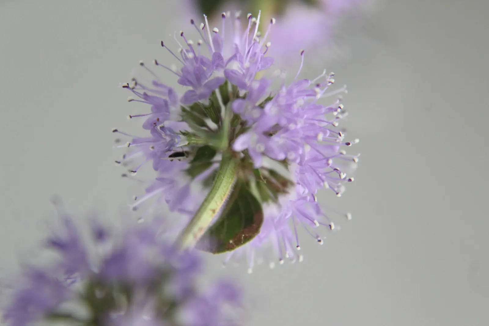 Pennyroyal (Mentha Pulegium) — is potent and can be toxic if ingested or applied topically in concentrated forms; thus; pennyroyal repels insects, image 69