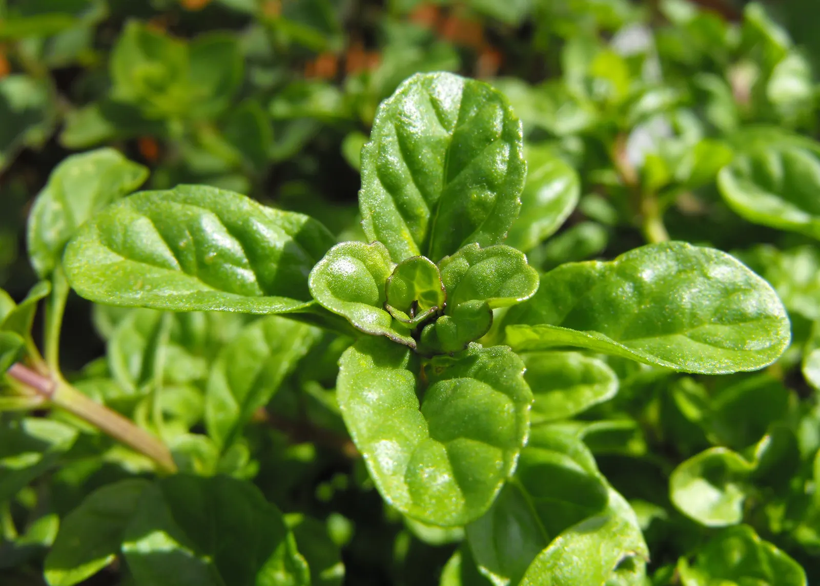 Pennyroyal (Mentha Pulegium) — Care should be taken to contain its growth; it reaches a modest height of 10 to 12 inches and spreads out to an, image 66