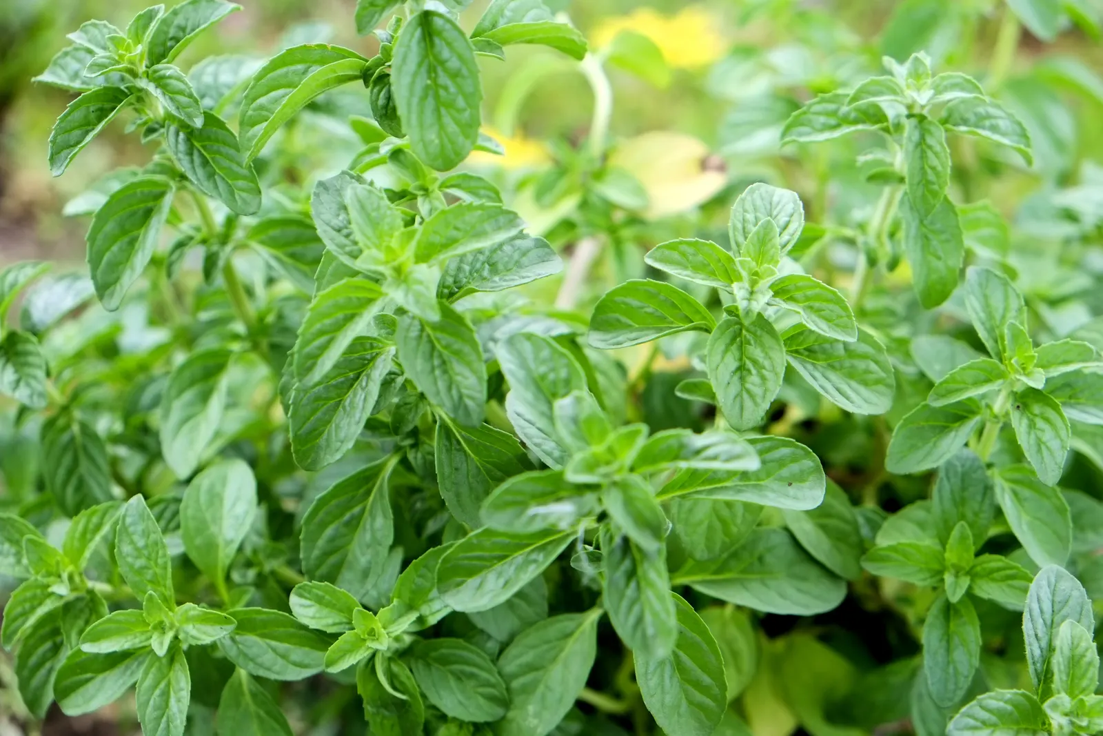 Pennyroyal (Mentha Pulegium) — while sometimes used in traditional remedies; blue flowers in the garden, image 68