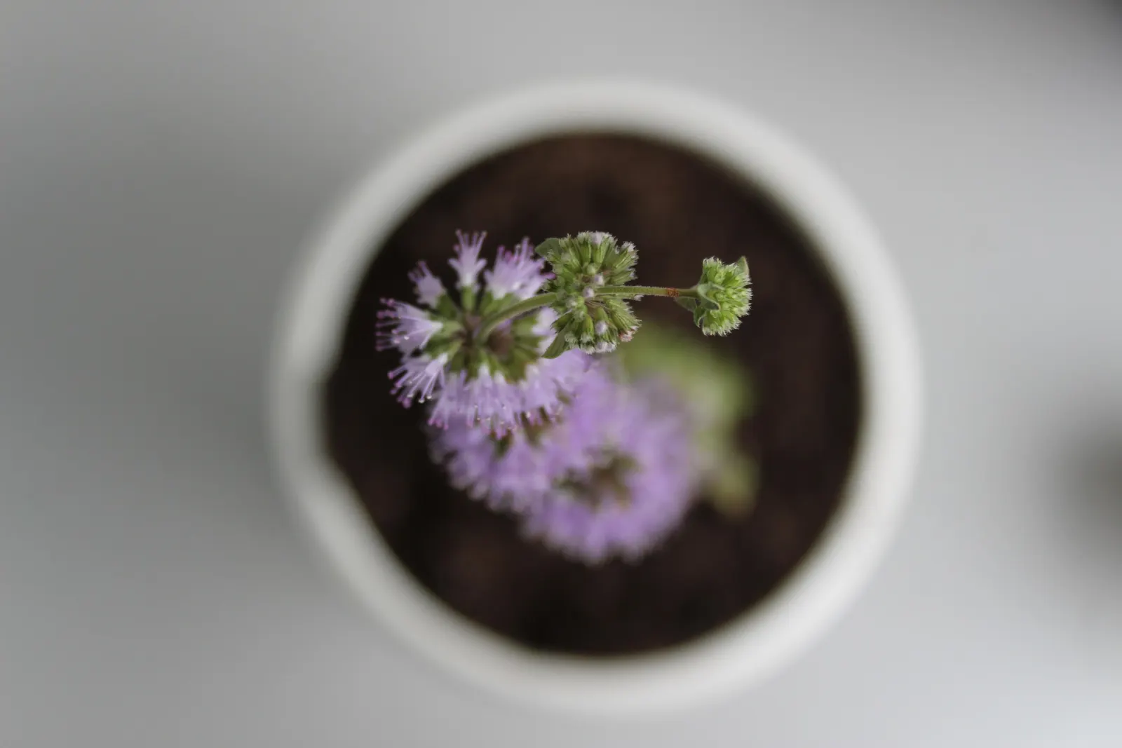 Pennyroyal (Mentha Pulegium) — herb for full; offering both aesthetic appeal and functional benefits such as natural pest repellence due to its, image 75