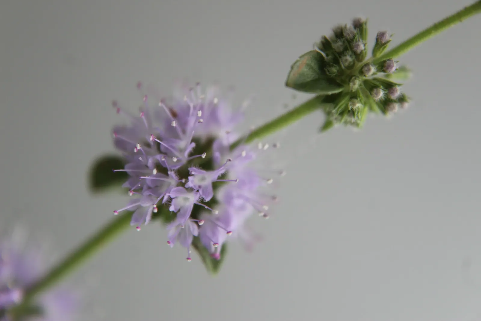 Pennyroyal (Mentha Pulegium) — it reaches a modest height of 10 to 12 inches and spreads out to an approximate span of 18 to 24 inches wide; making, image 84
