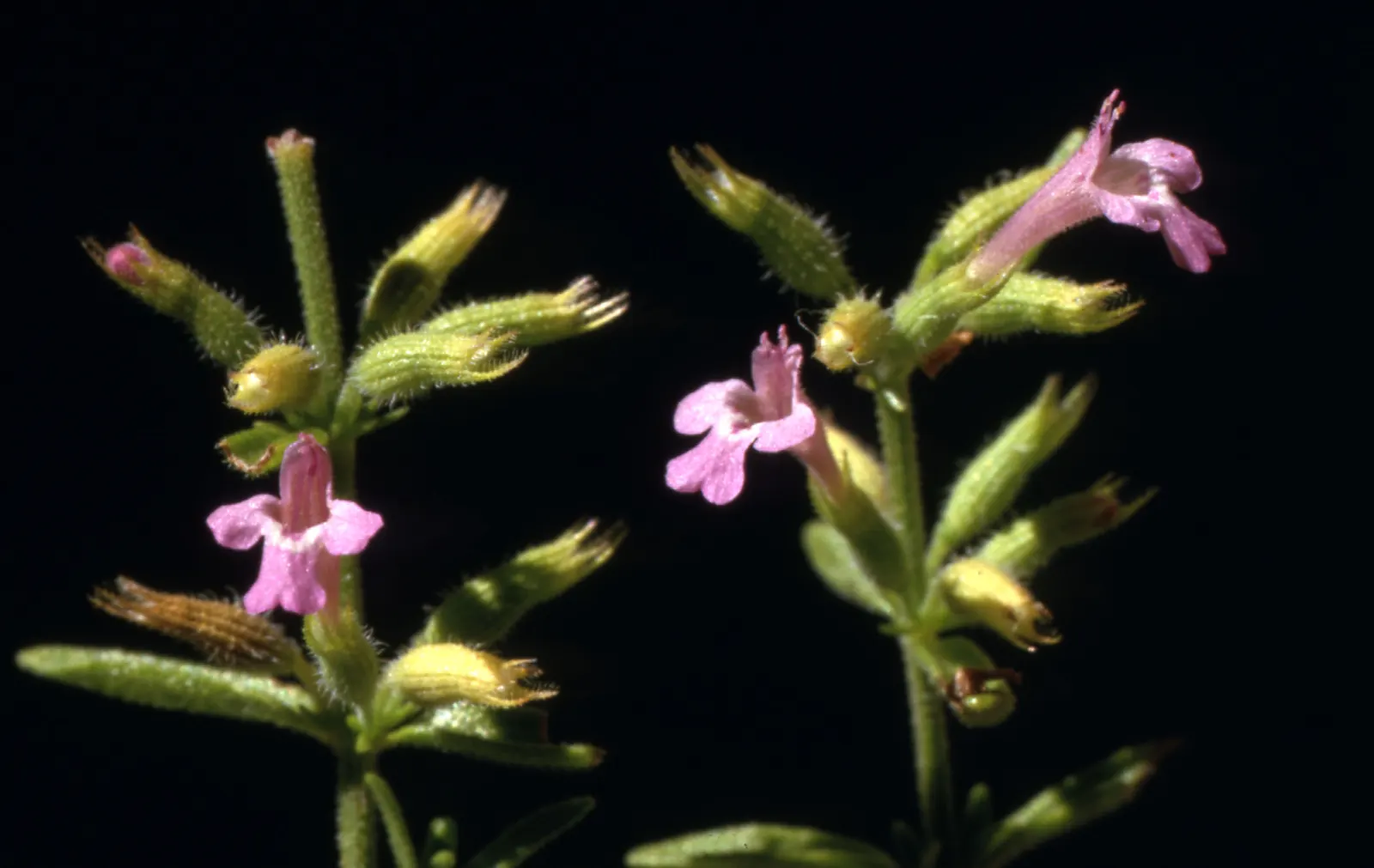 Pennyroyal (Mentha Pulegium) — like many in the mint family; caution is advised in landscapes where pets or children play.<br><br>Our Pennyroyal, image 64