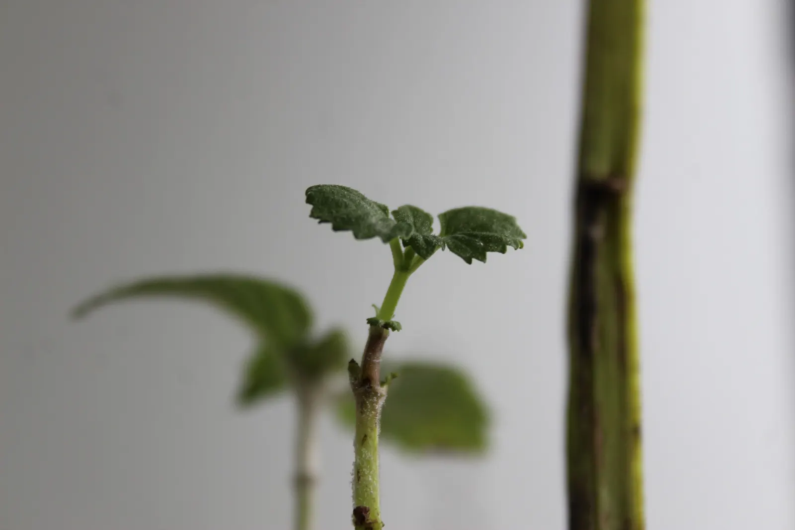 Pennyroyal (Mentha Pulegium) — Pennyroyal flourishes in USDA Hardiness Zones 6 to 9; herb with blue blooms, image 86