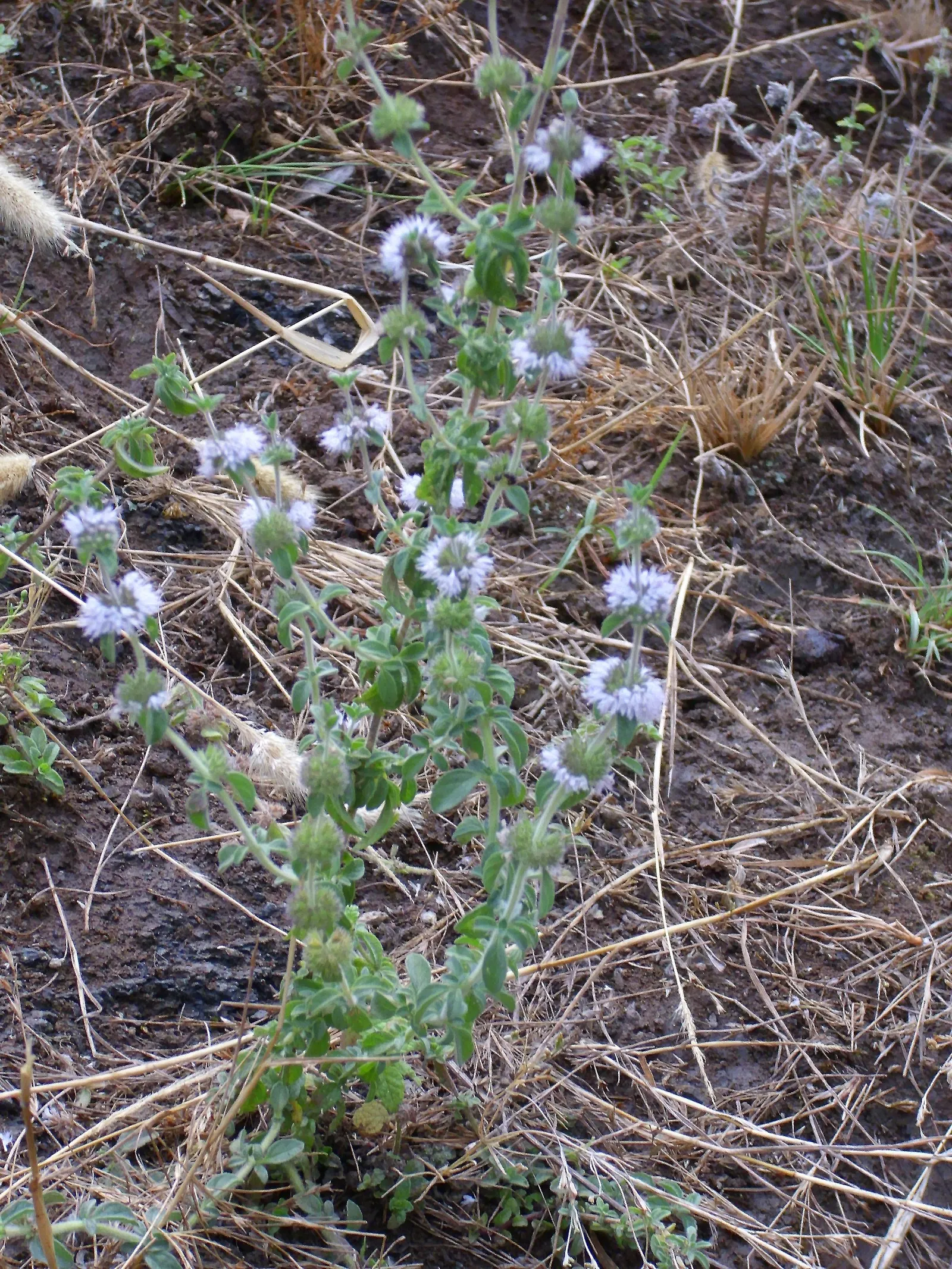 Pennyroyal (Mentha Pulegium) — as it can become invasive if left unchecked.<br><br>Important to note is that Pennyroyal oil; care should be taken, image 67