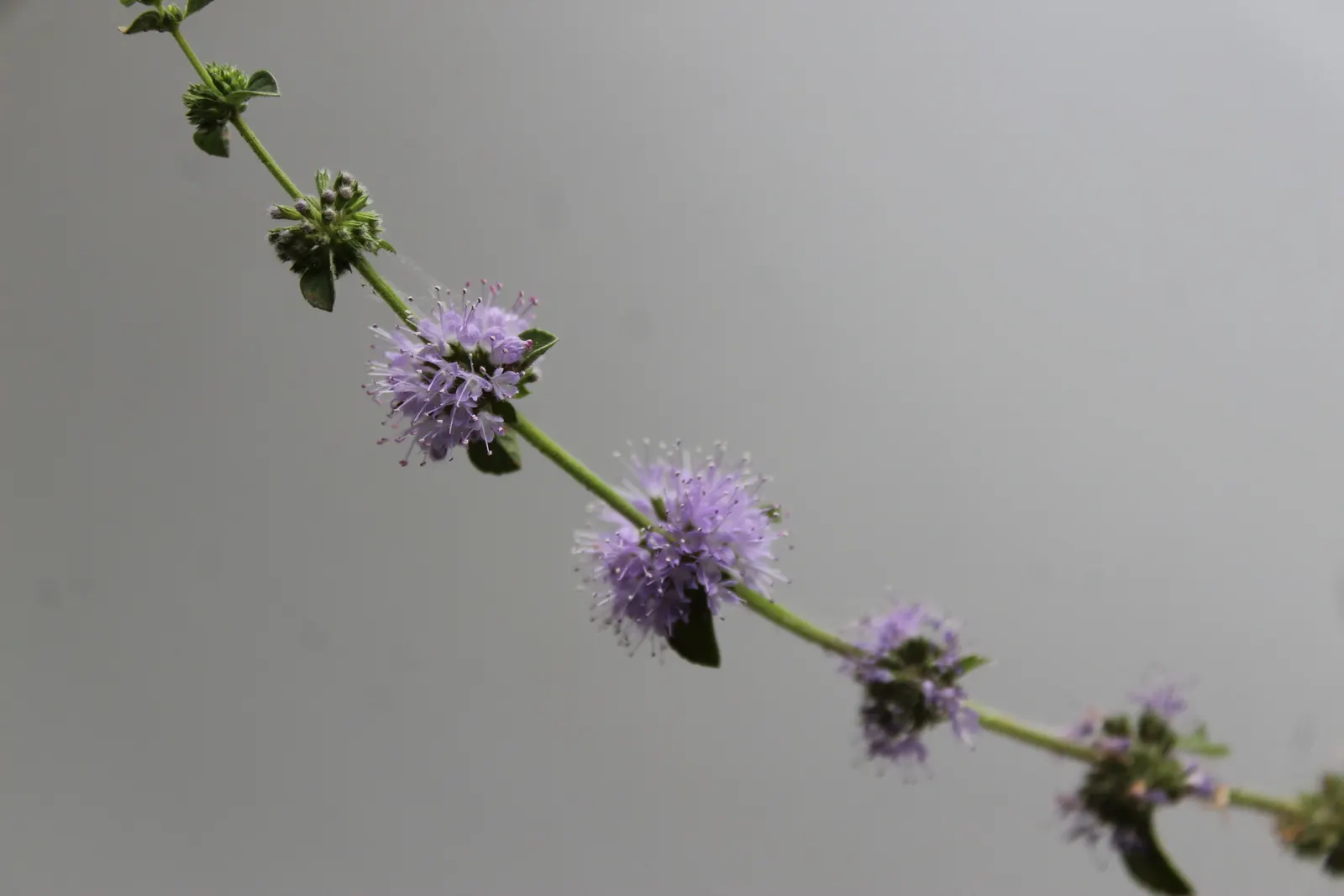 Pennyroyal (Mentha Pulegium) — herb with blue blooms; it prefers consistent moisture without becoming waterlogged, image 74