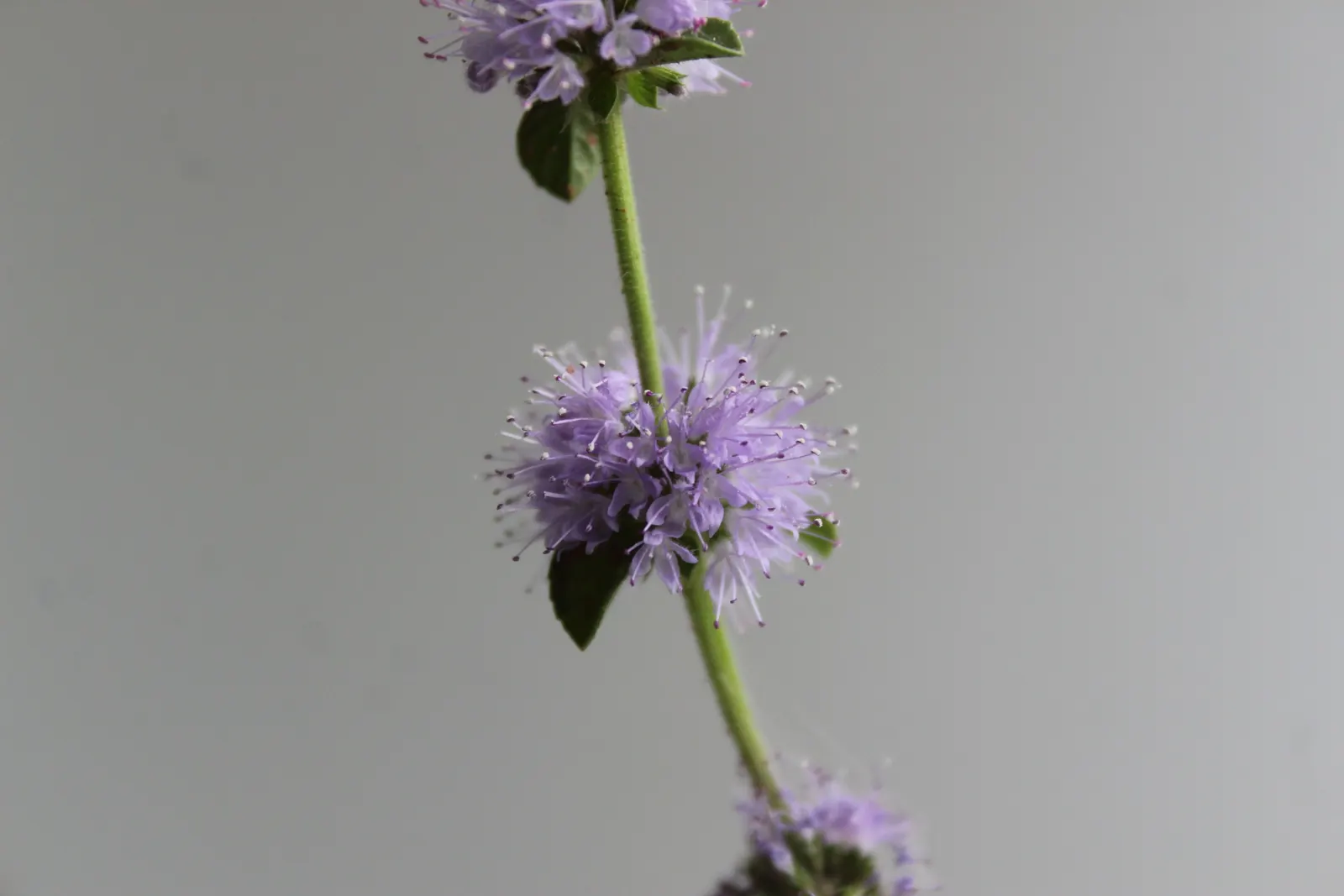 Pennyroyal (Mentha Pulegium) — making it a suitable groundcover or edging plant; as it can become invasive if left unchecked.<br><br>Important to, image 85