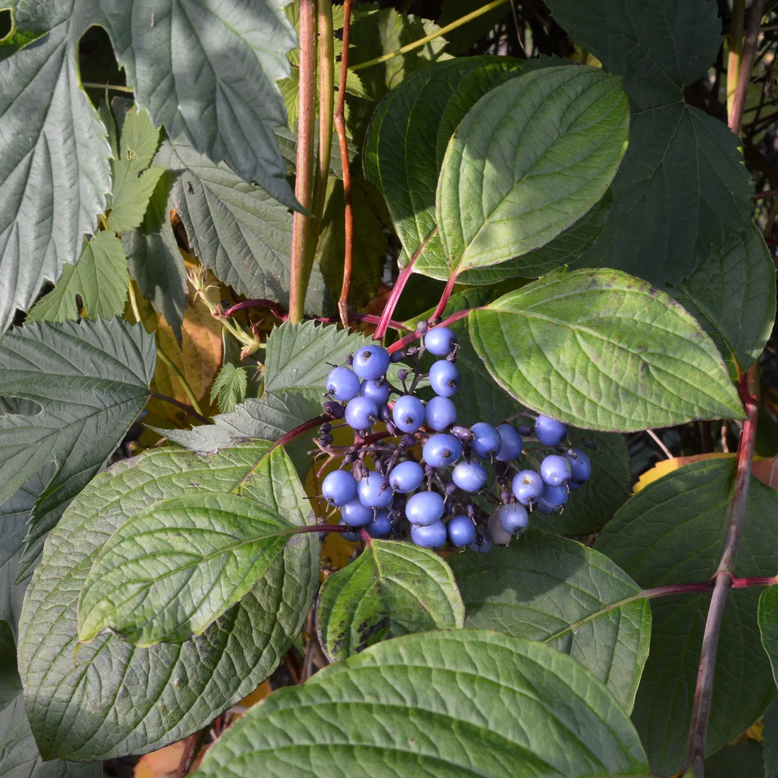 Red-Twig Dogwood (Cornus Sericea) — Prefers full sun to partial shade and moist, well-drained soil