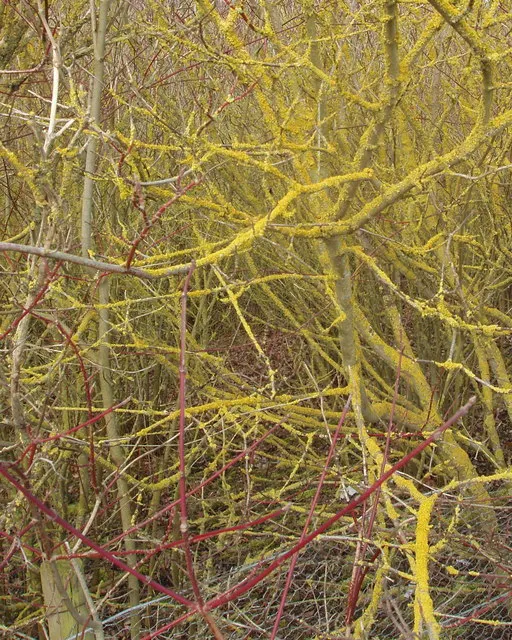 Red-Twig Dogwood (Cornus Sericea) — These blooms give way to white to bluish-white berries in late summer