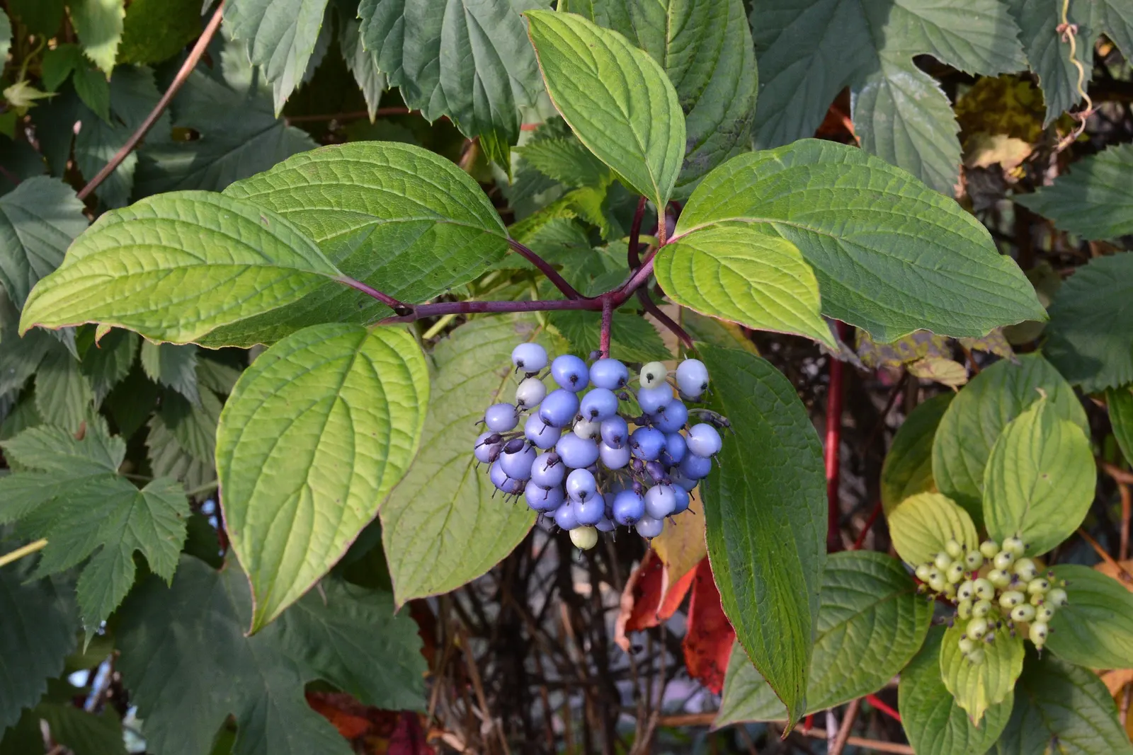 Red-Twig Dogwood (Cornus Sericea) — also botanically known as Cornus sericea