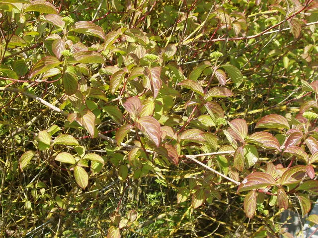 Red-Twig Dogwood (Cornus Sericea) — the Red-Twig Dogwood presents a lush display of broad