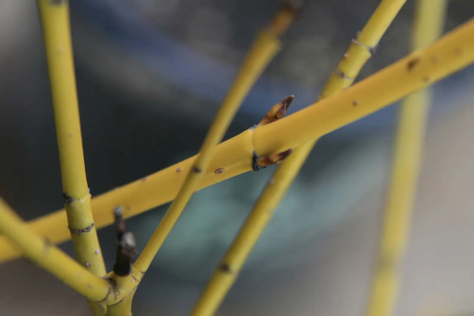 Red-Twig Dogwood (Cornus Sericea) — that transition from bright green to a mixture of reds and purples in the fall