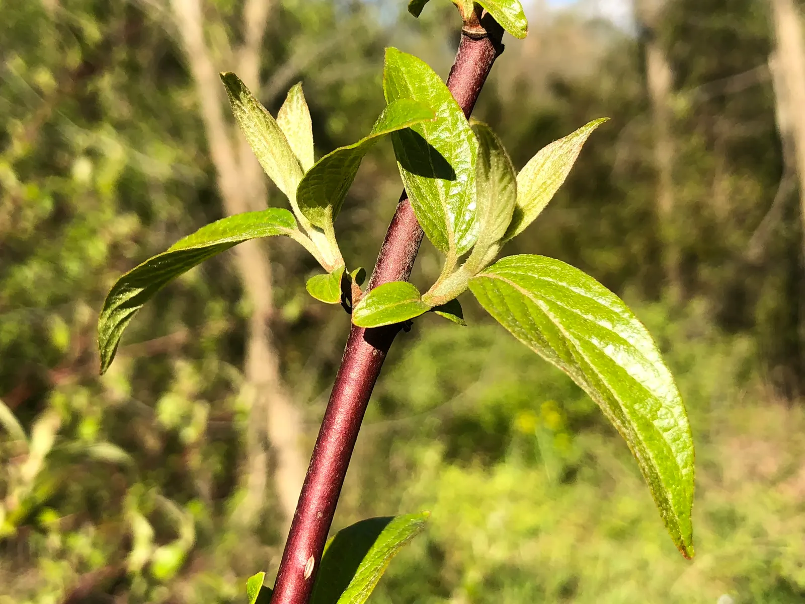 Red-Twig Dogwood (Cornus Sericea) — Red-Twig Dogwood (Cornus sericea) showcases vibrant red stems that provide striking winter interest