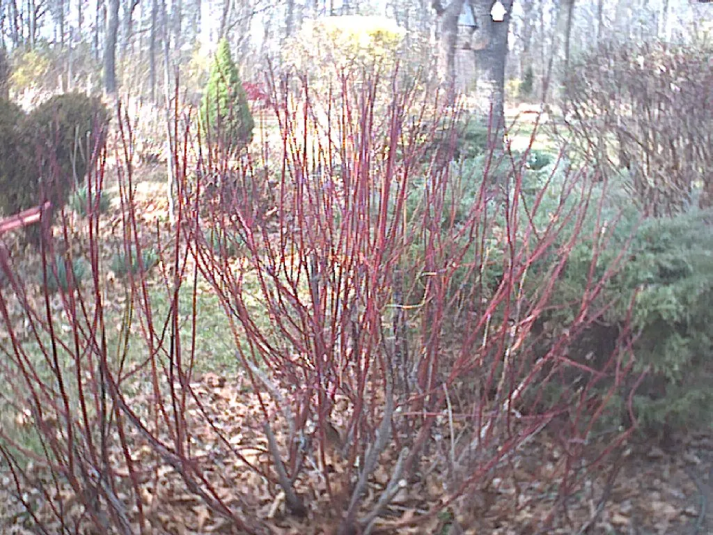 Red-Twig Dogwood (Cornus Sericea) — generally measuring about 2 to 4 inches long