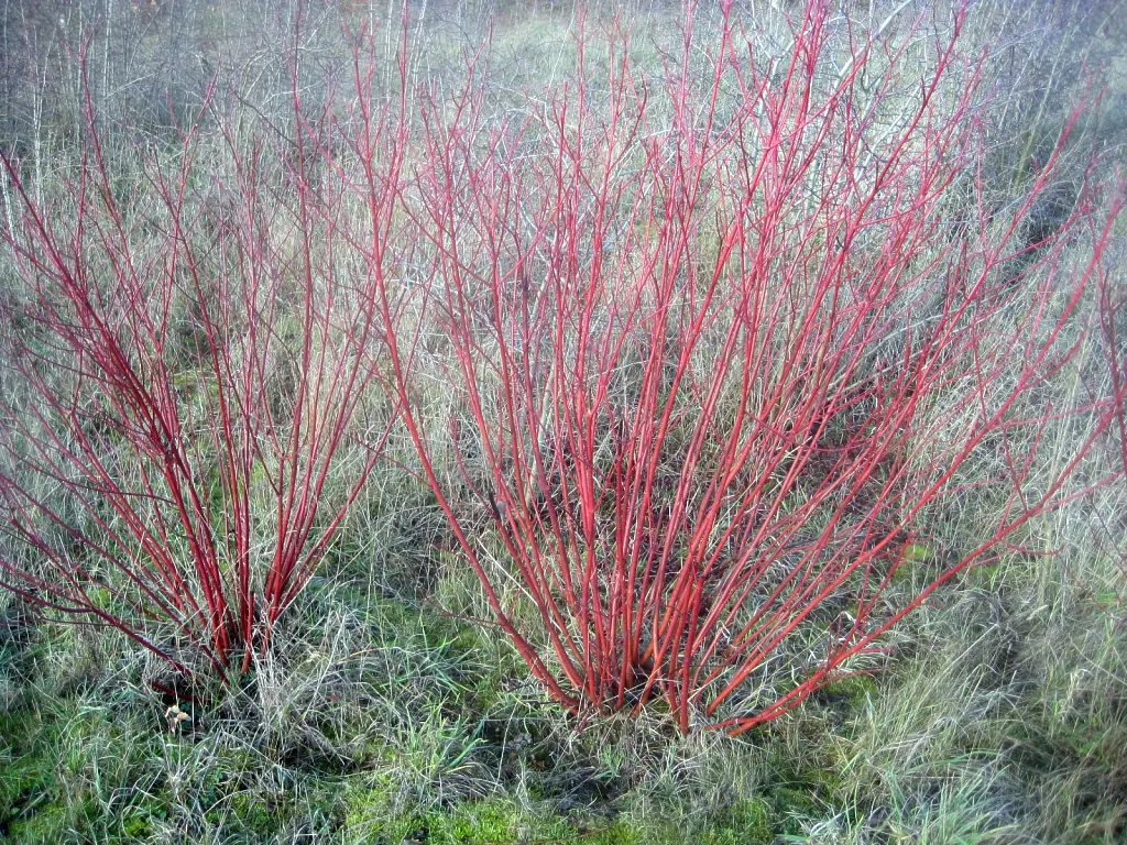 Red-Twig Dogwood (Cornus Sericea) — Deciduous and hardy, this shrub spans 6-9 feet in height and width