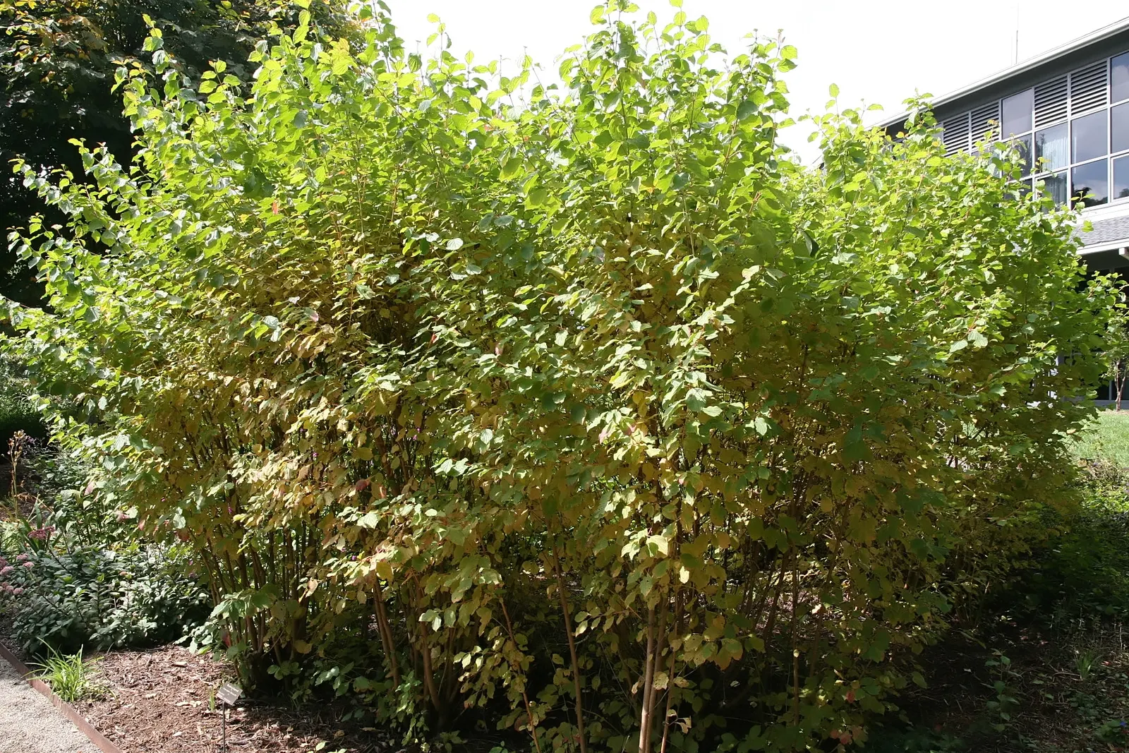Red-Twig Dogwood (Cornus Sericea) — offering both visual appeal and a nectar source for pollinators