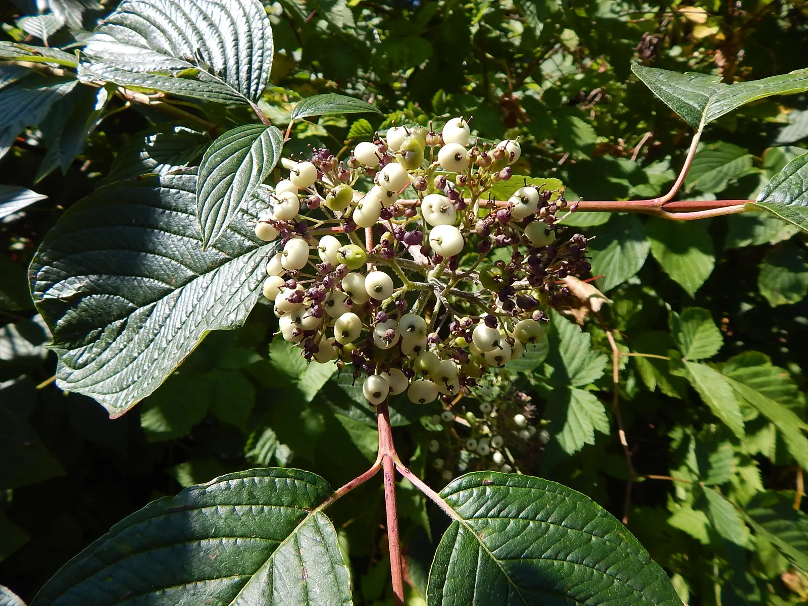 Red-Twig Dogwood (Cornus Sericea) — Ideal for mass plantings, hedges, and wetland areas