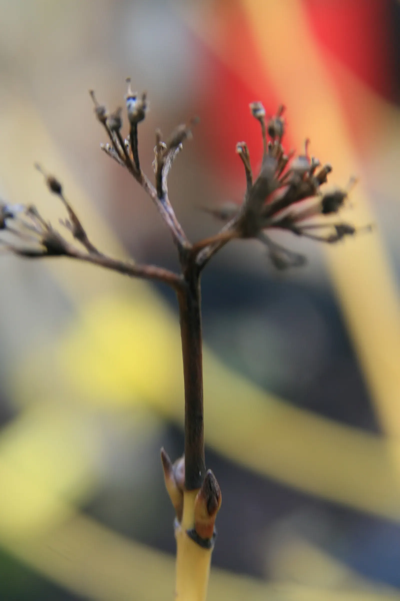 Red-Twig Dogwood (Cornus Sericea) — Tiny white flowers emerge in flat-top clusters around late spring to early summer
