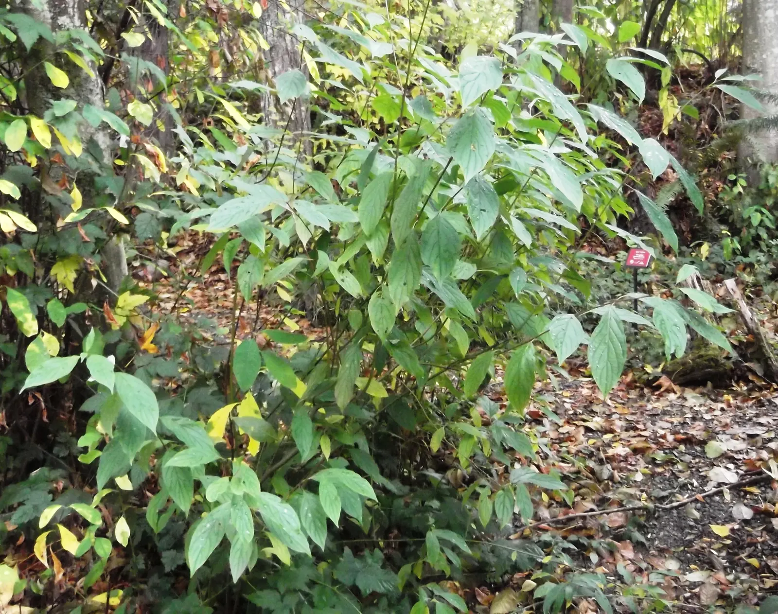 Red-Twig Dogwood (Cornus Sericea) — Oval green leaves turn reddish-purple in fall
