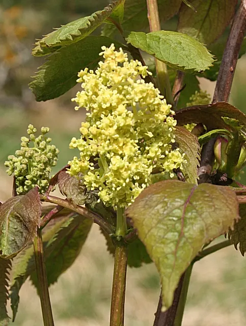 Red-Twig Dogwood (Cornus Sericea) — Typically growing to a height and spread of 6 to 9 feet