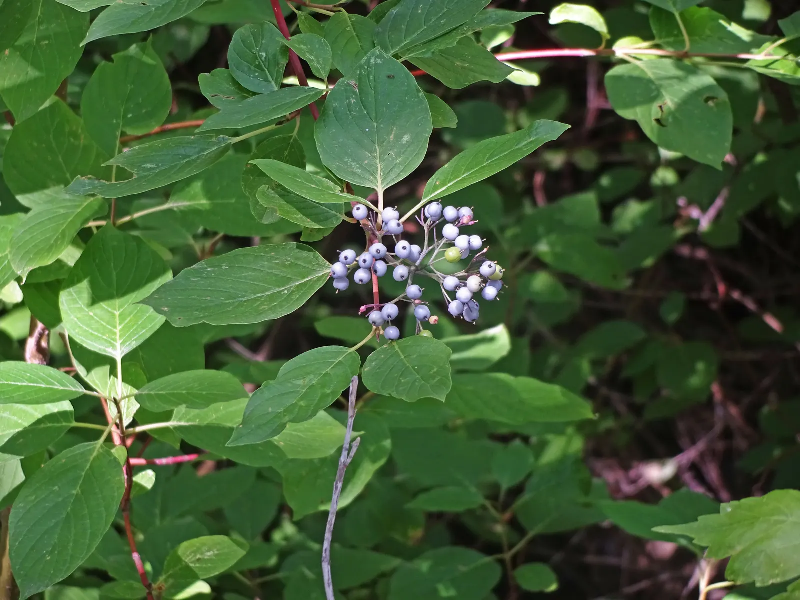 Red-Twig Dogwood (Cornus Sericea) — Tiny white blooms in late spring are followed by white/blue berries