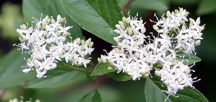 Red-Twig Dogwood (Cornus Sericea) — showcasing its adaptability to a range of climates.<br><br>During the spring and summer months