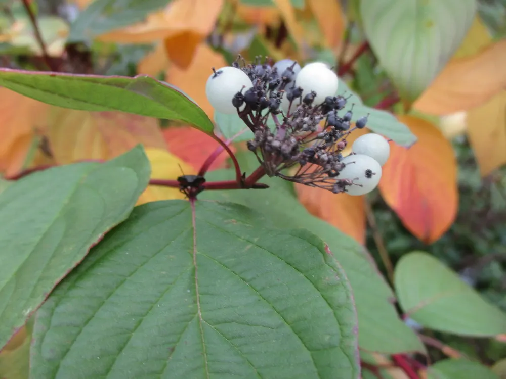 Red-Twig Dogwood (Cornus Sericea) — this North American native thrives in USDA Plant Hardiness Zones 3 through 8