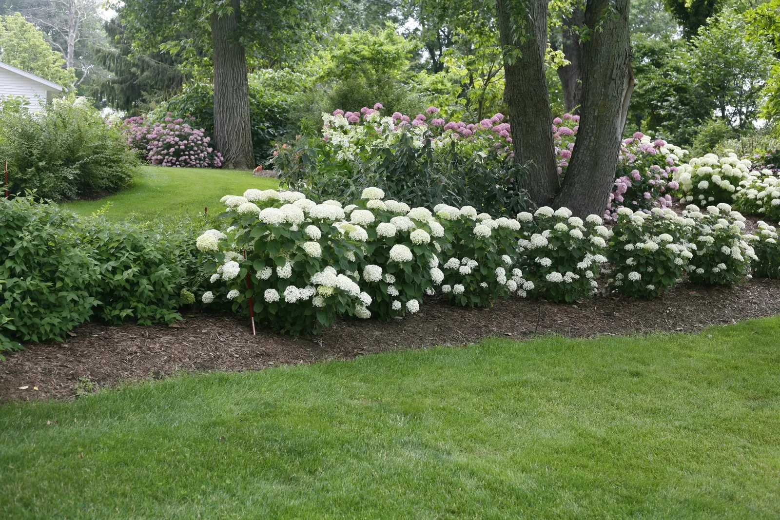 Invincibelle Limetta® Smooth hydrangea (Hydrangea arborescens) — is a compact deciduous shrub from the Proven Winners® collection