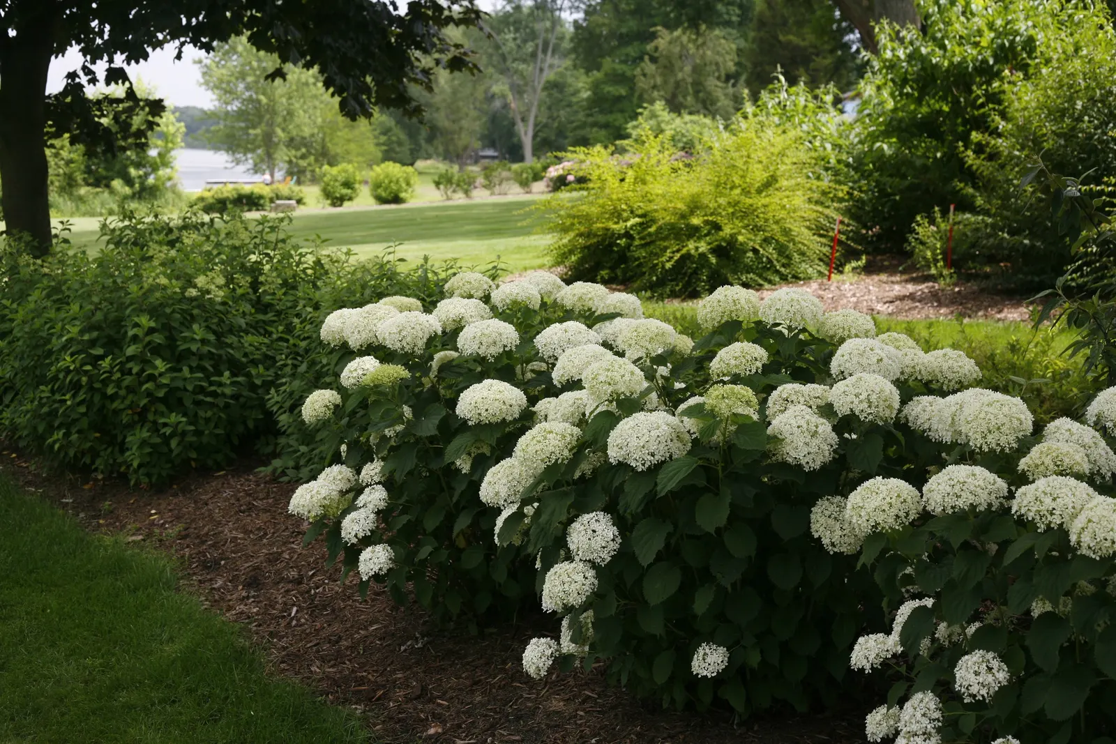 Invincibelle Limetta® Smooth hydrangea (Hydrangea arborescens) — prized for its refreshing
