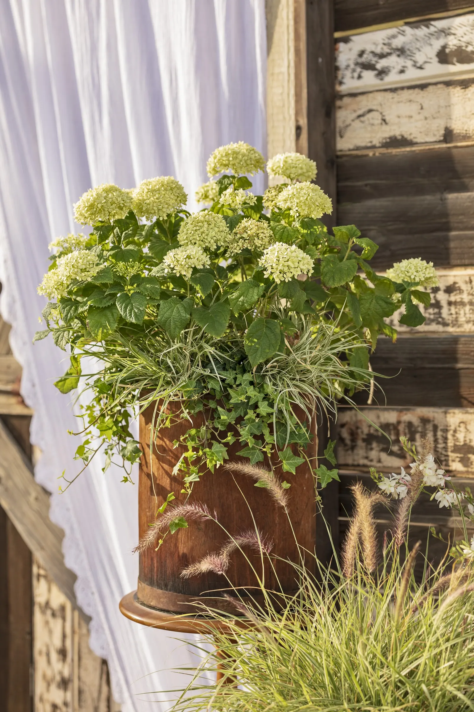 White Petunia — try the Supertunia Mini Vista White; use a sharp pair of scissors or pruning shears to trim back up to 1/3 of the volume of the, image 75
