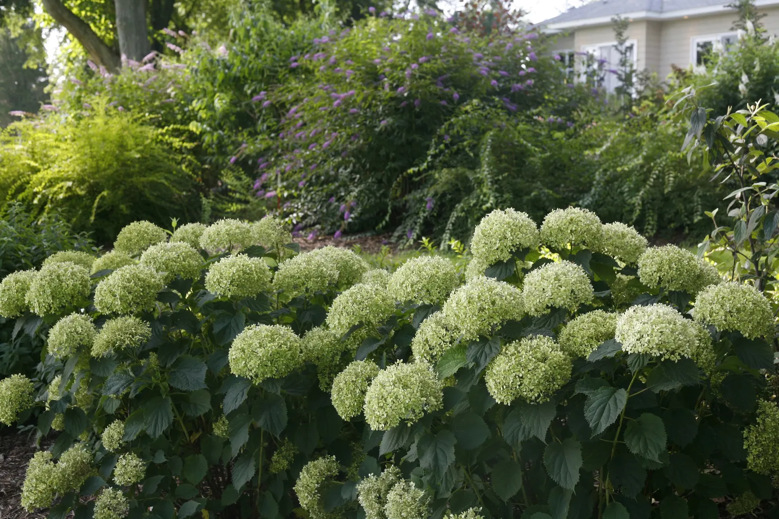 Invincibelle Limetta® Smooth hydrangea (Hydrangea arborescens) — luminous flower color and tidy garden presence