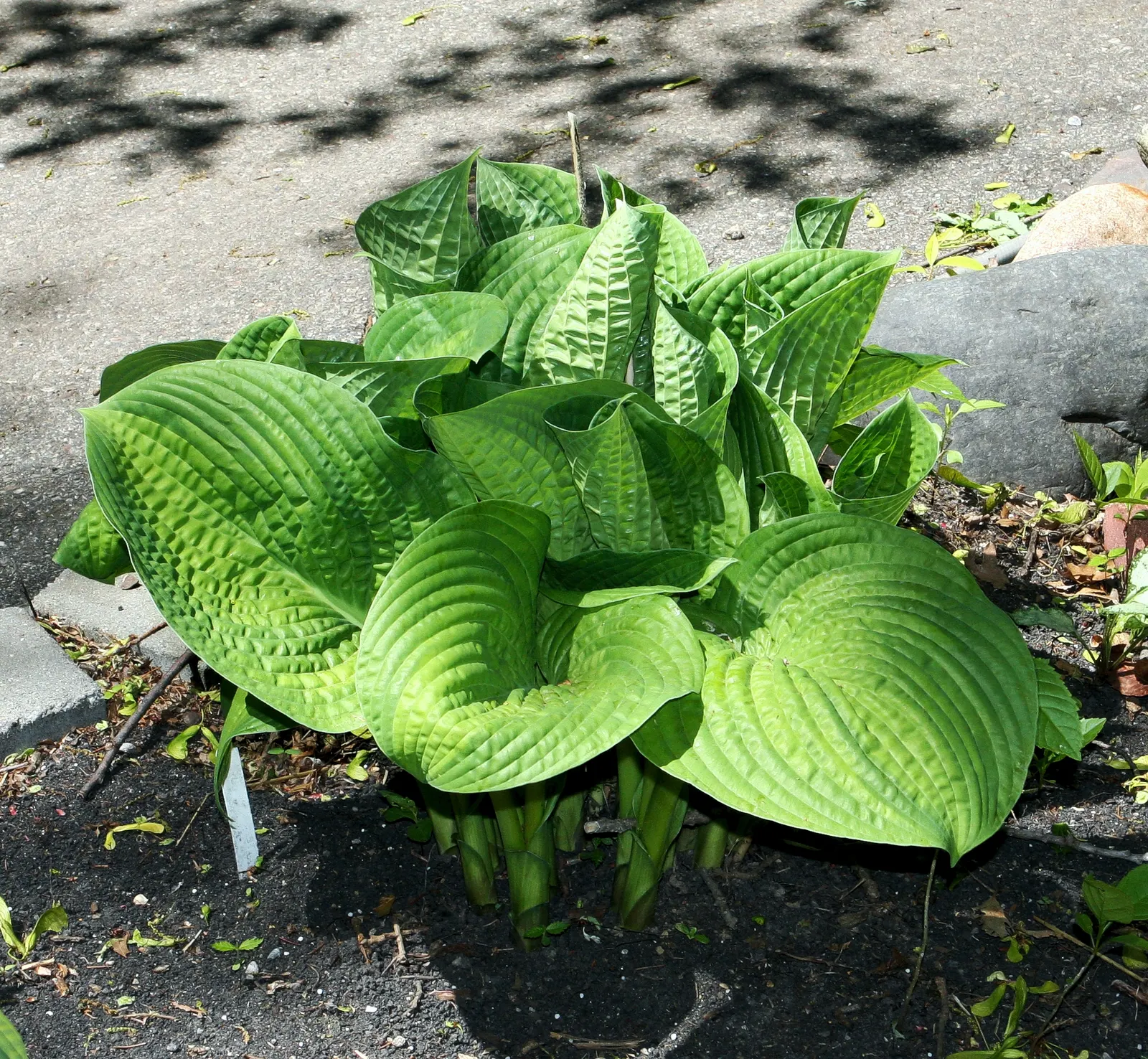 Paradigm Hosta (Hosta 'Paradigm') — with its striking gold-centered leaves framed by blue-green margins