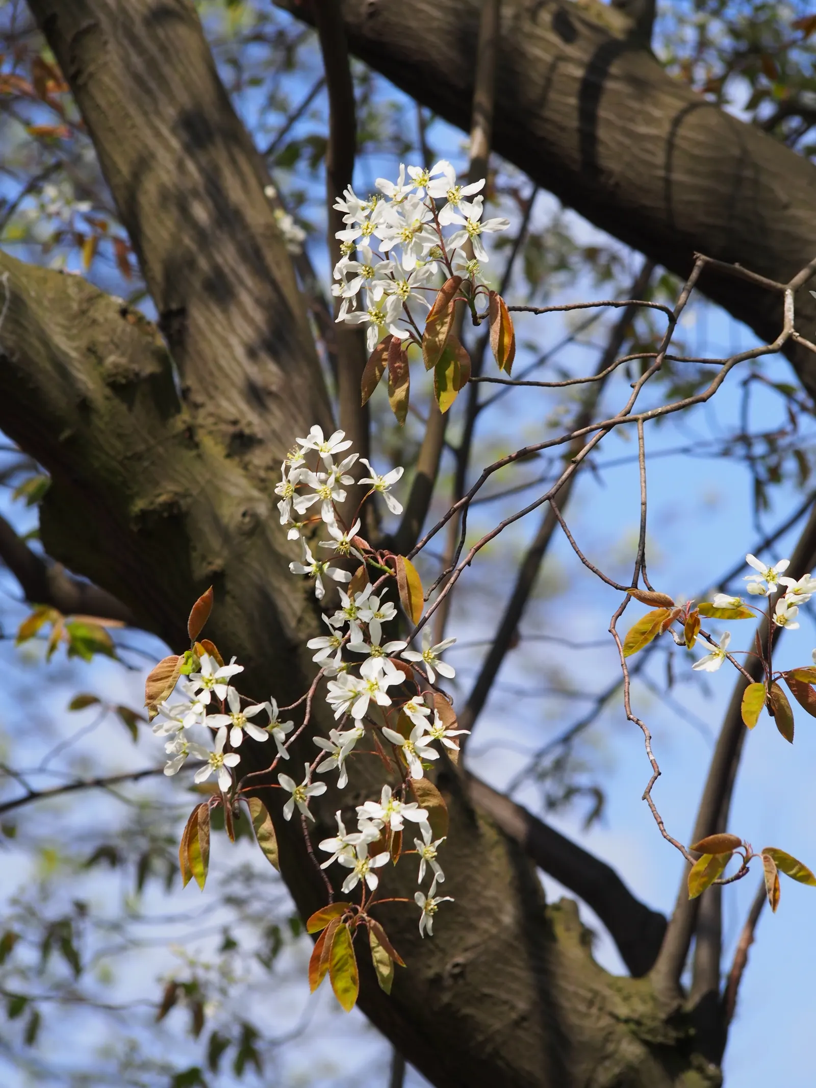 Juneberry (Amelanchier Lamarckii) — Growing to an average height of 15 to 25 feet with a similar spread; preferring full sun to part shade, it thrives in