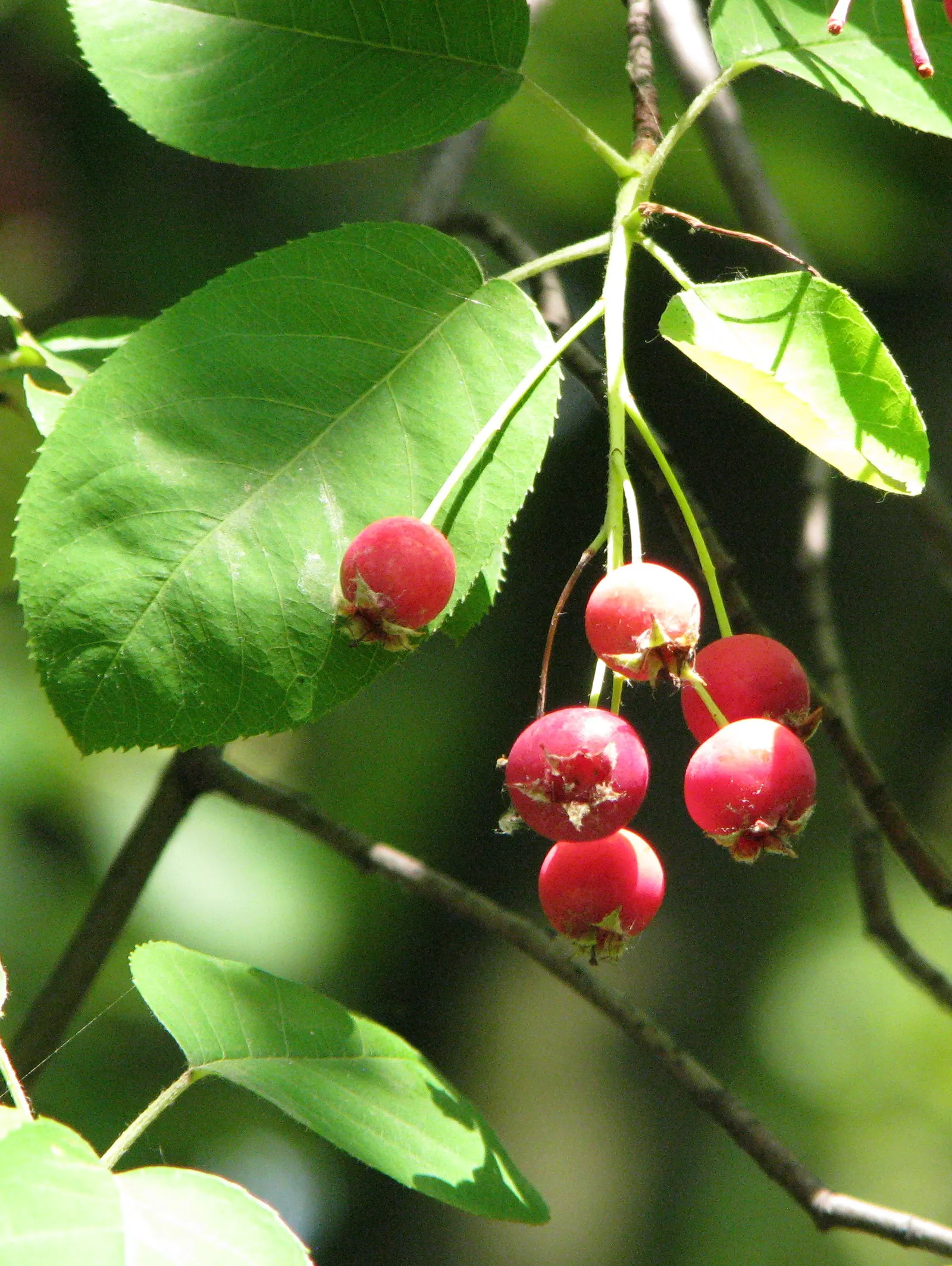 Juneberry (Amelanchier Lamarckii) — or even as a specimen planting; juneberry is also suitable for gardens with limited space due to its modest size and