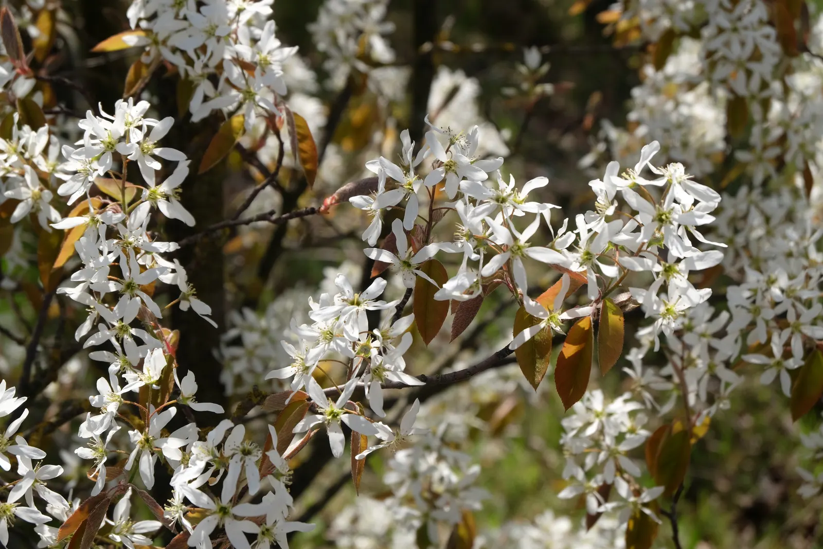 Juneberry (Amelanchier Lamarckii) — Amelanchier lamarckii adapts well to both sunny and partially shaded sites; juneberry is also suitable for gardens with