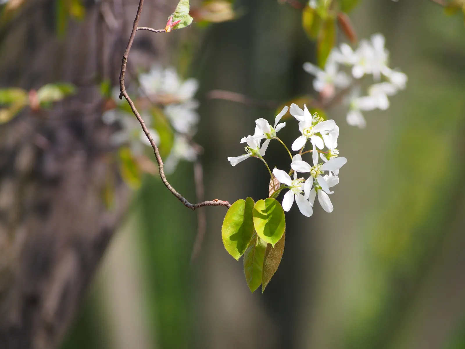 Juneberry (Amelanchier Lamarckii) — white flowers in the garden; adding approximately 12 to 24 inches per year