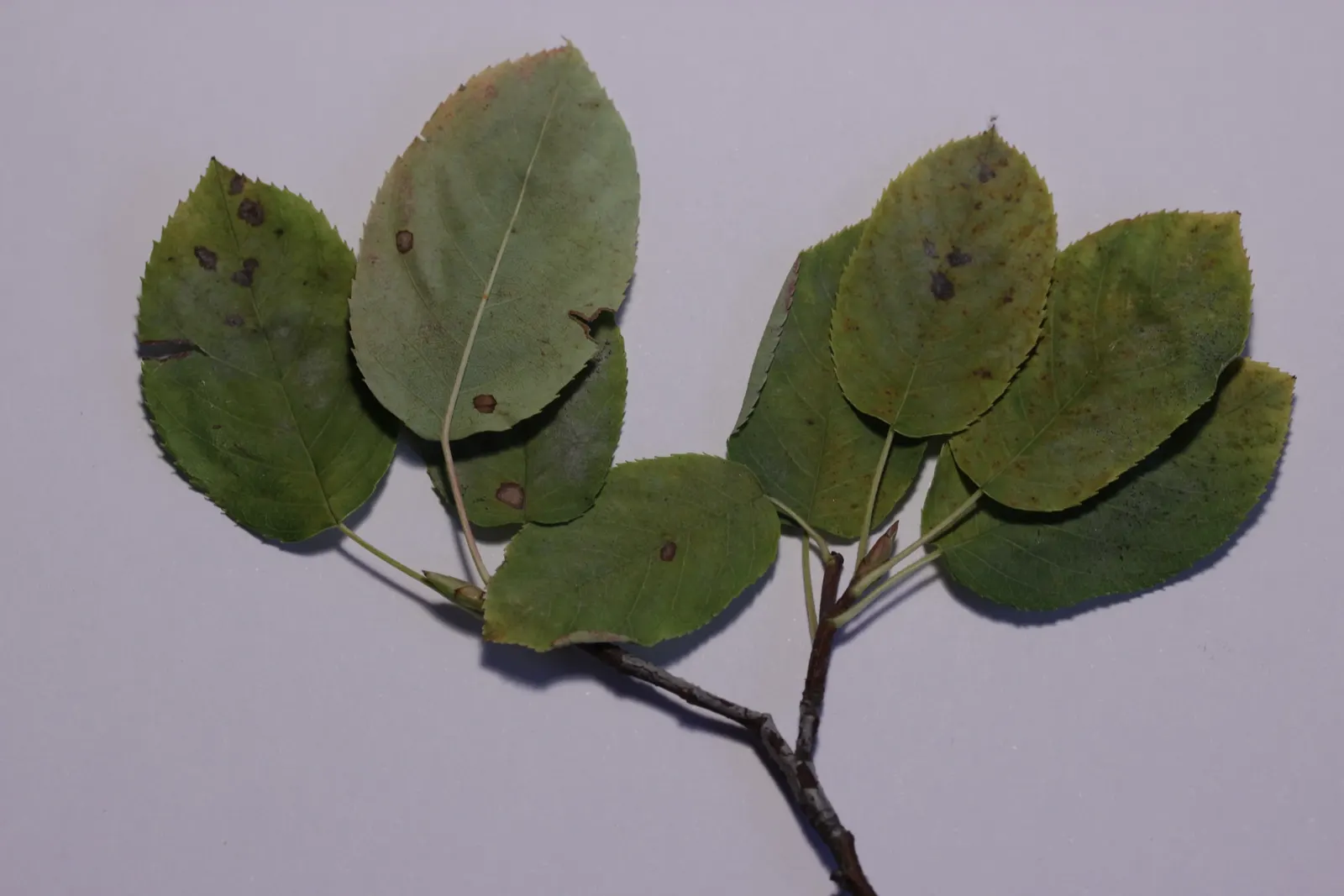 Juneberry (Amelanchier Lamarckii) — offering a long season of interest
