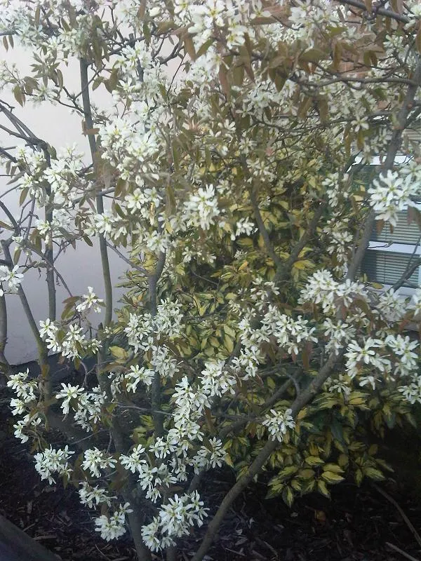 Juneberry (Amelanchier Lamarckii) — shrub / tree with white blooms; the foliage transforms into a striking medley of oranges and reds