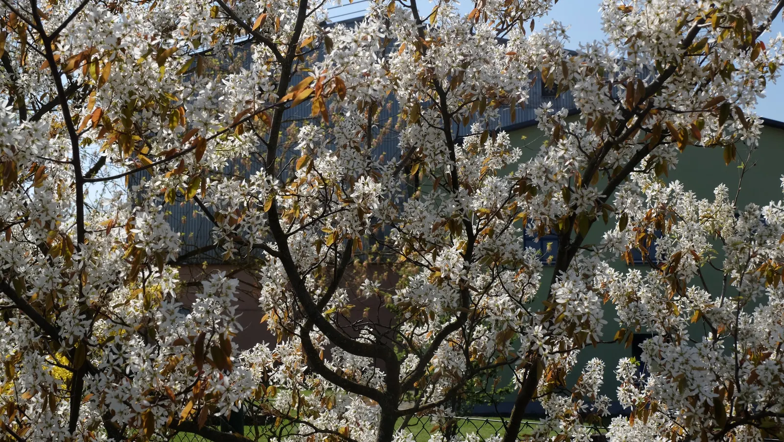 Juneberry (Amelanchier Lamarckii) — multi-stemmed shrub or small tree that is highly revered for its seasonal interest and adaptability; juneberry is also