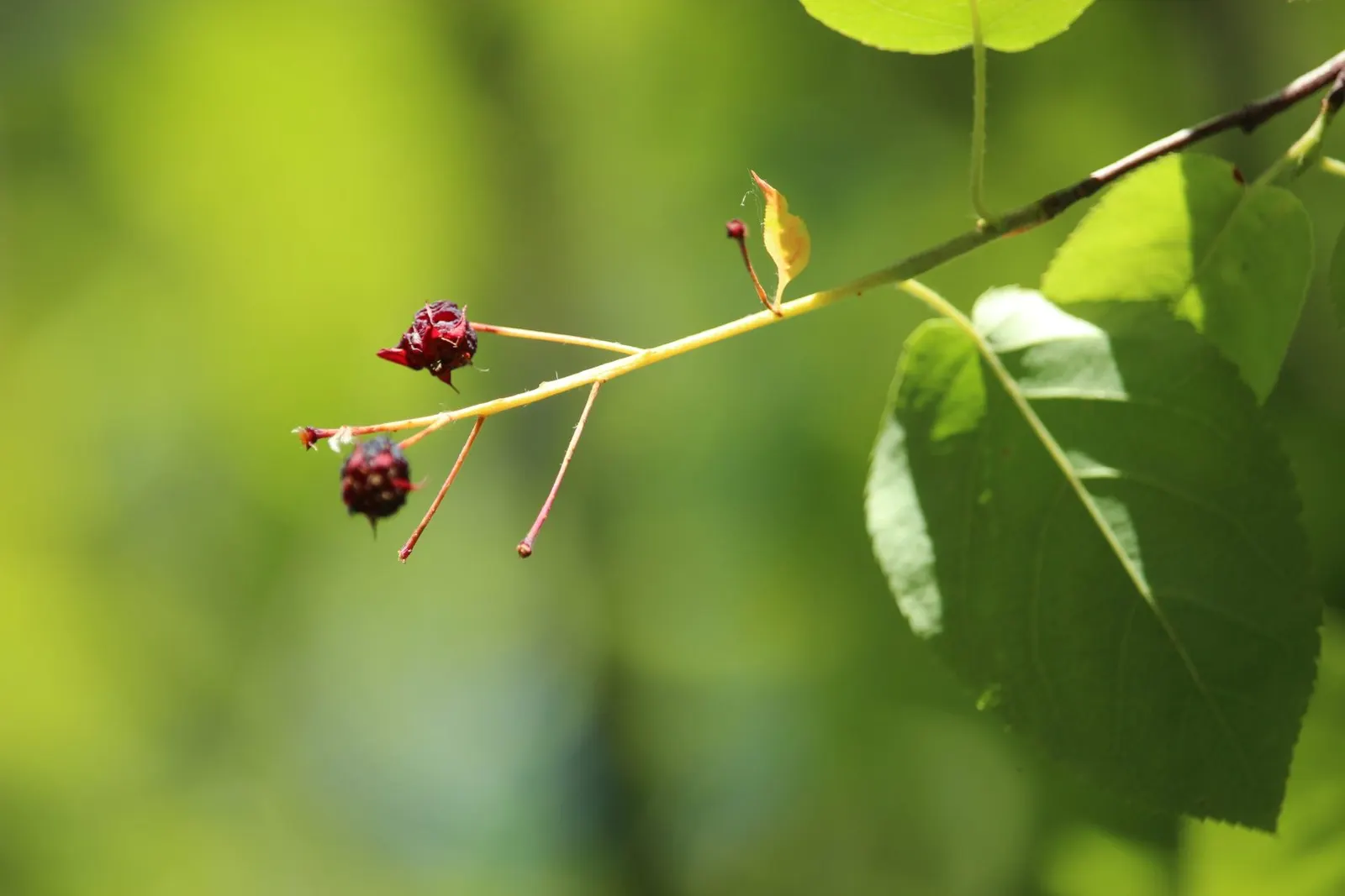 Juneberry (Amelanchier Lamarckii) — The Juneberry (Amelanchier lamarckii) is a deciduous multi-stemmed shrub, reaching up to 26 ft; preferring full sun to part