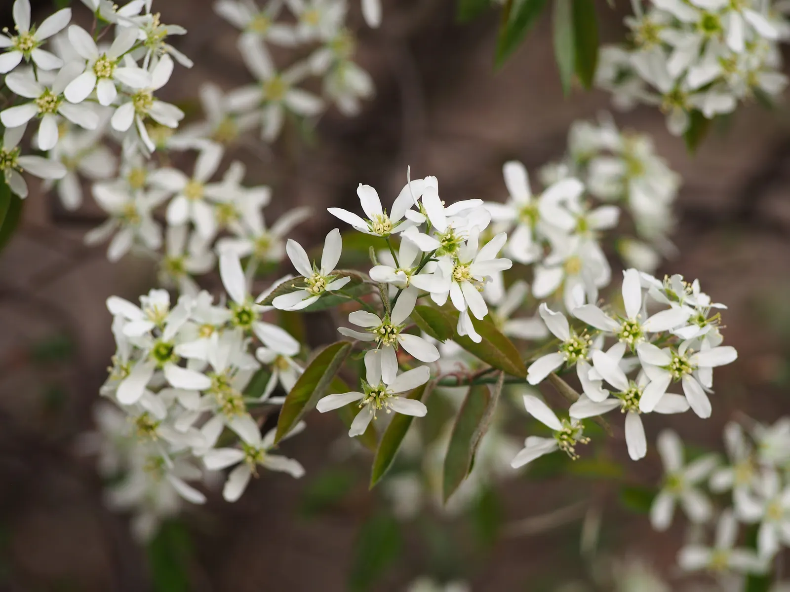 Juneberry (Amelanchier Lamarckii) — edible purple-black berries form; juneberry is also suitable for gardens with limited space due to its modest, image 100