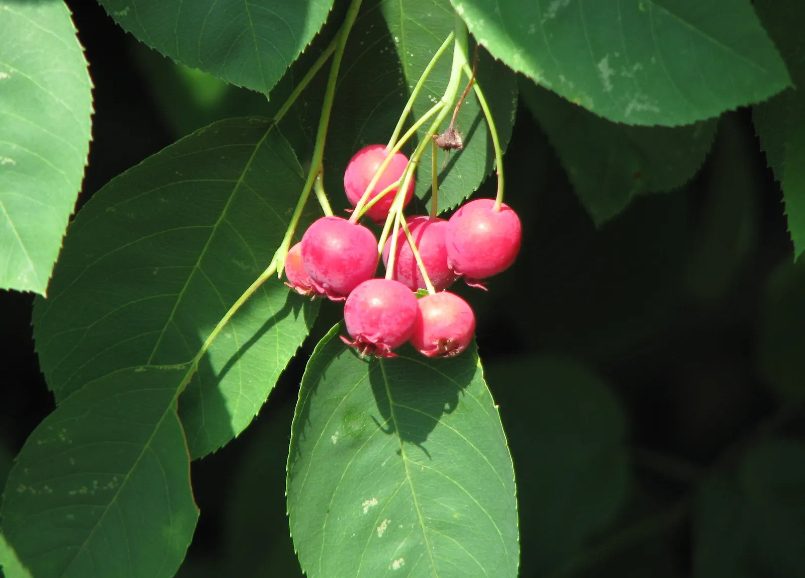 Juneberry (Amelanchier Lamarckii) — shrub / tree for full or half; juneberry is also suitable for gardens with limited space due to its modest size, image 84
