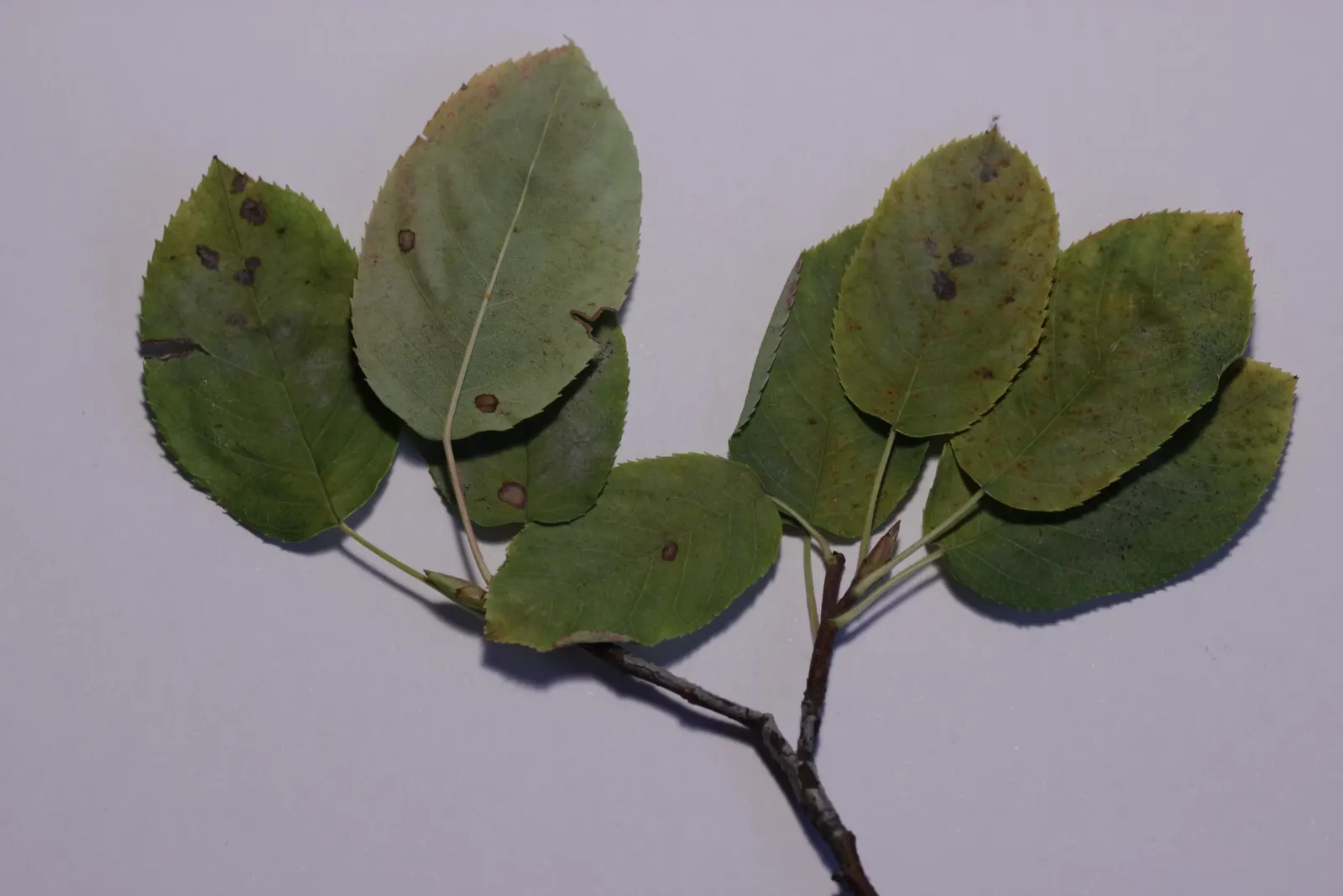 Juneberry (Amelanchier Lamarckii) — <br><br>The leaves of the Juneberry emerge a coppery color; juneberry is also suitable for gardens with limited, image 68