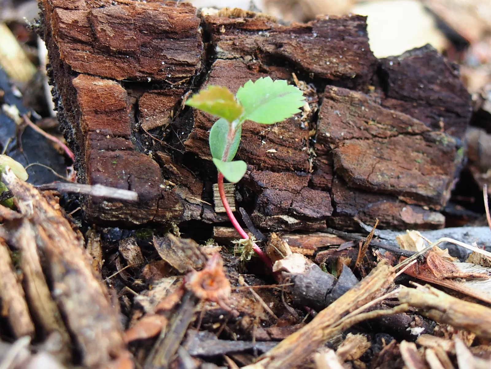 Juneberry (Amelanchier Lamarckii) — Growing to an average height of 15 to 25 feet with a similar spread; preferring full sun to part shade, it, image 65