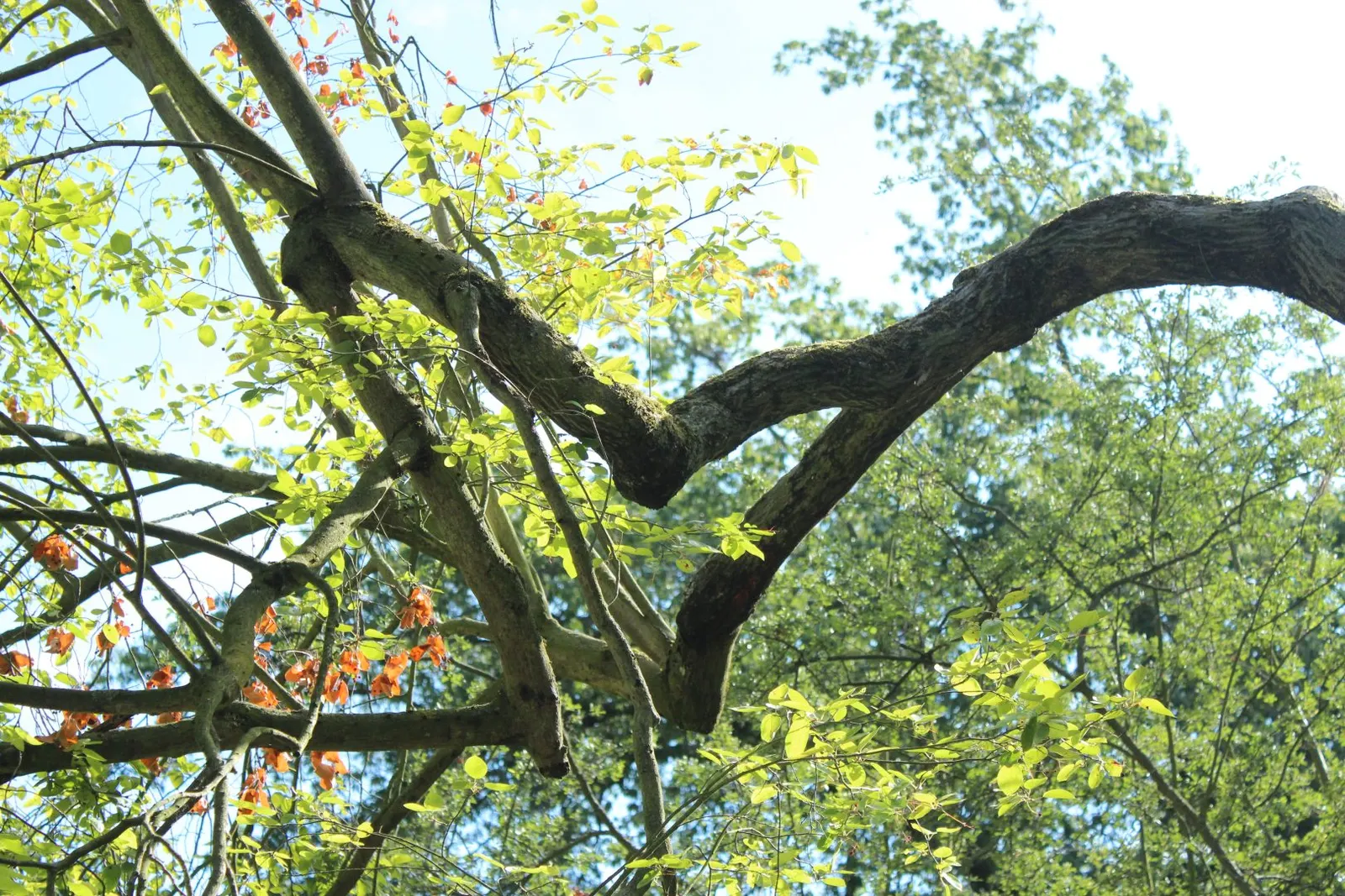 Juneberry (Amelanchier Lamarckii) — It boasts abundant white flowers in spring, followed by edible purple-black berries; adding approximately 12 to, image 86