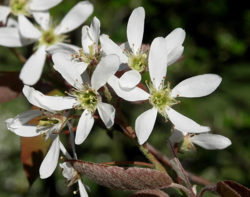 Juneberry (Amelanchier Lamarckii) — offering a long season of interest; the foliage transforms into a striking medley of oranges and reds, image 75