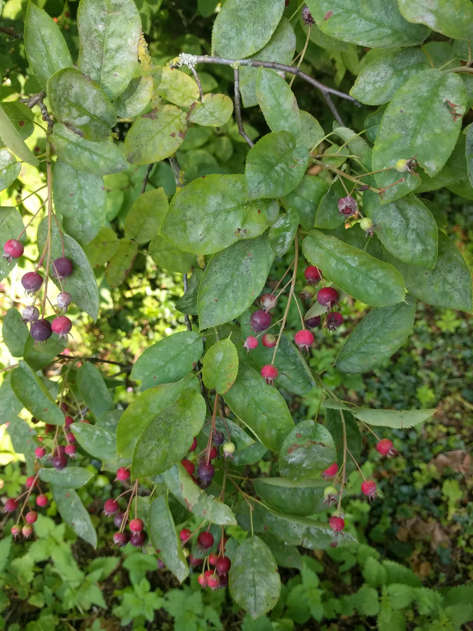 Juneberry (Amelanchier Lamarckii) — This makes it an ideal choice for a variety of landscape designs including woodland gardens; the foliage transforms into a