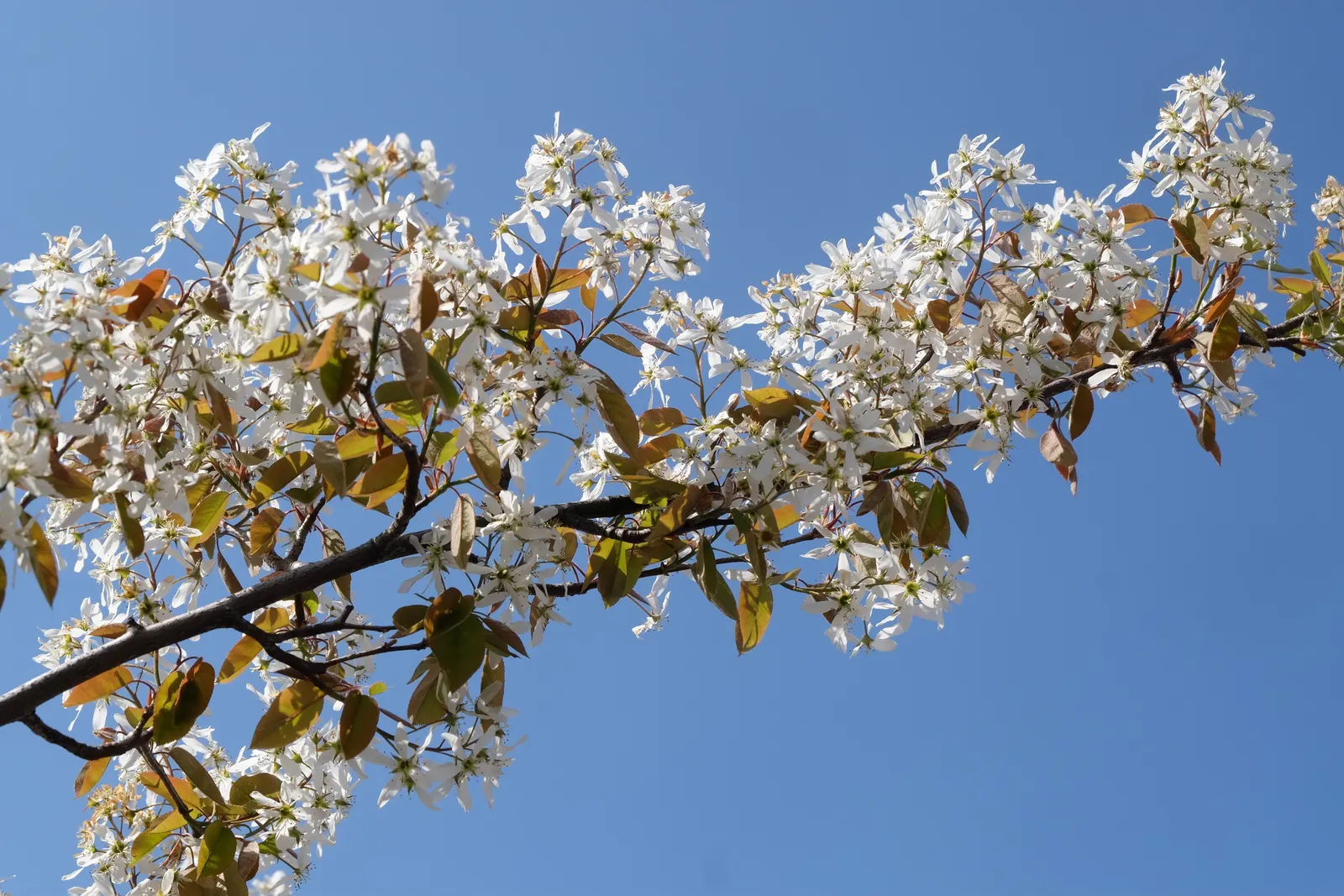 Juneberry (Amelanchier Lamarckii) — or even as a specimen planting