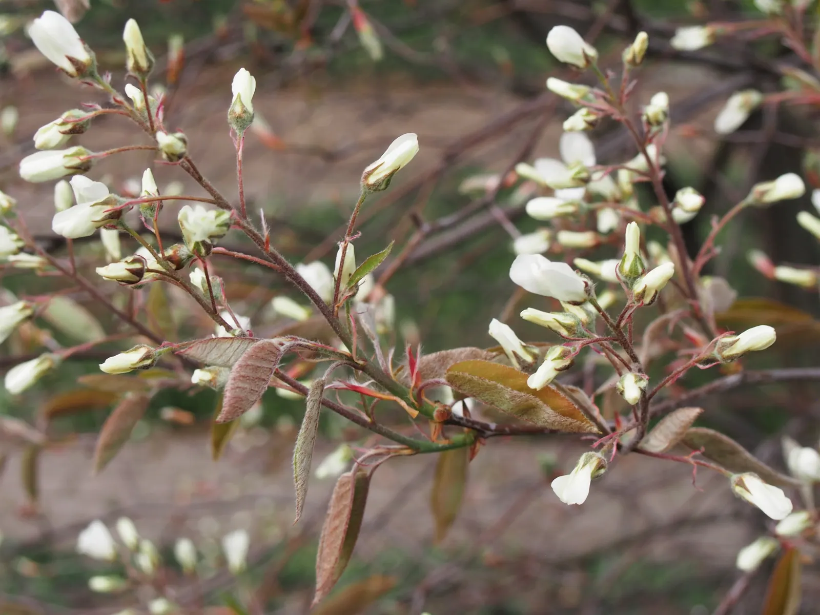 Juneberry (Amelanchier Lamarckii) — adding approximately 12 to 24 inches per year
